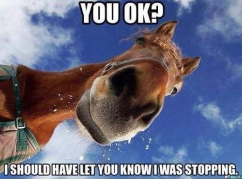 horse joke